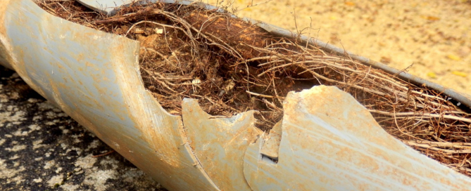 Plant Tree Roots Inside Pipe